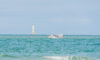 phare cordouan mer