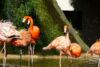 zoo flamants rose