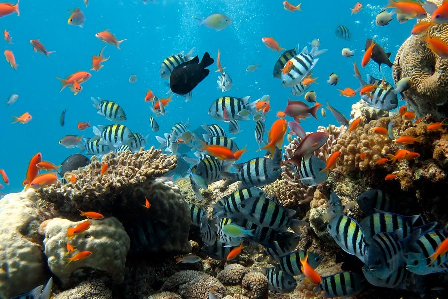 visite aquarium la rochelle