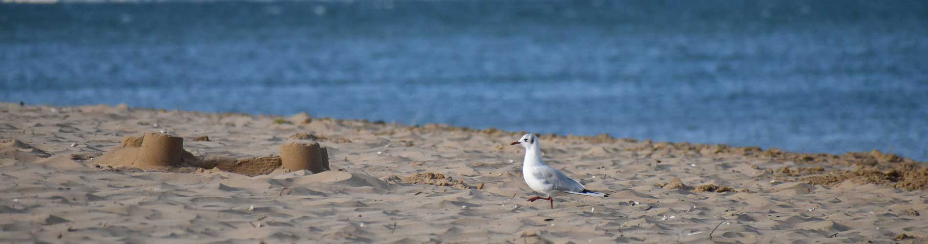 Plages de Charente-Maritime