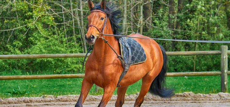 Centre equestre Royan