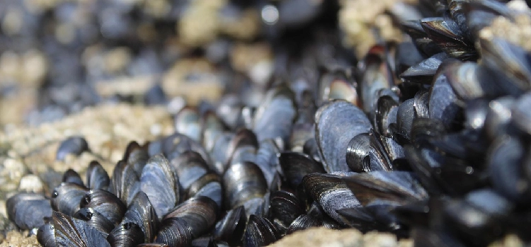 Découvrir Les Mathes