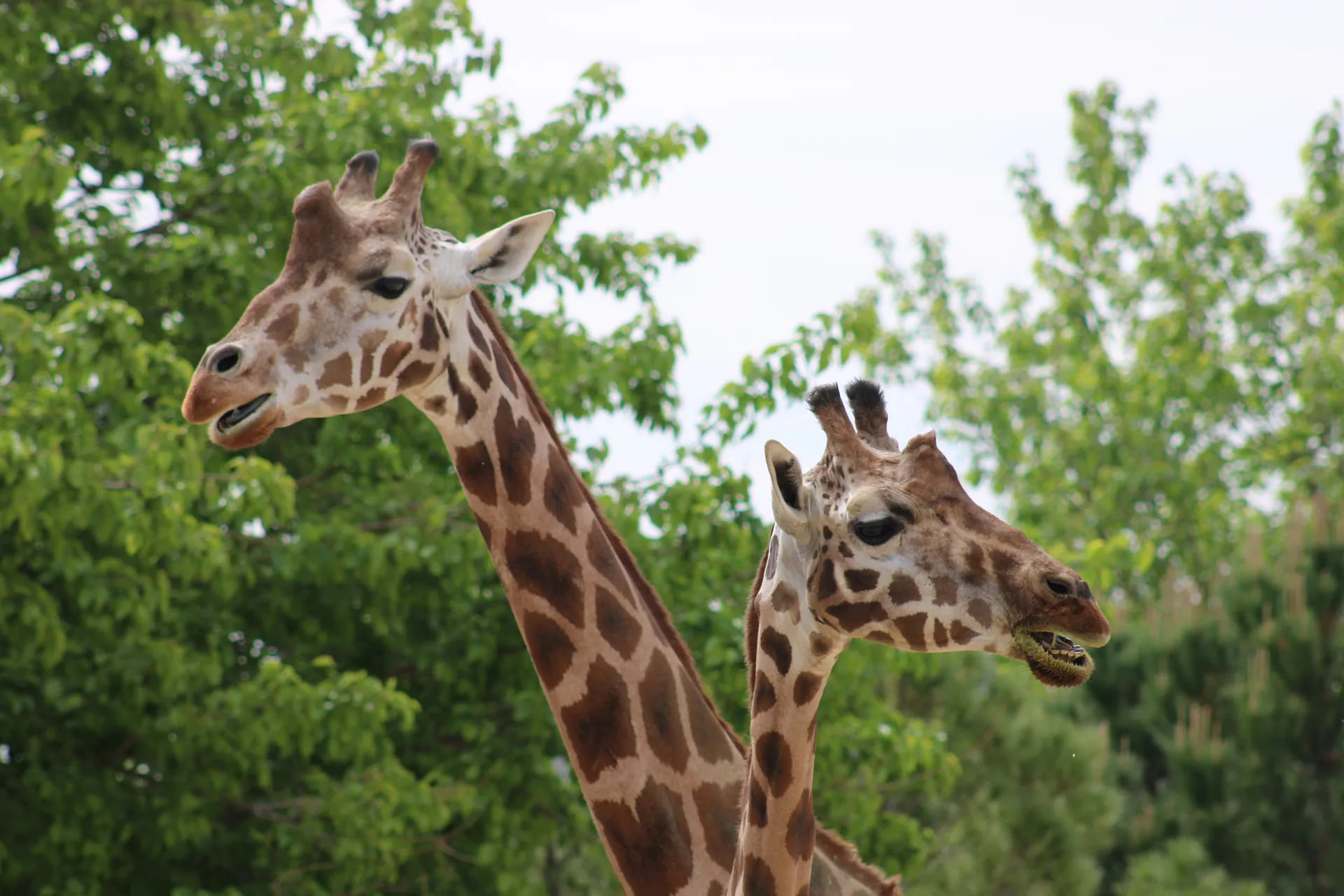 activite a faire vacances saint palais sur mer